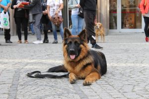 IMG_0490