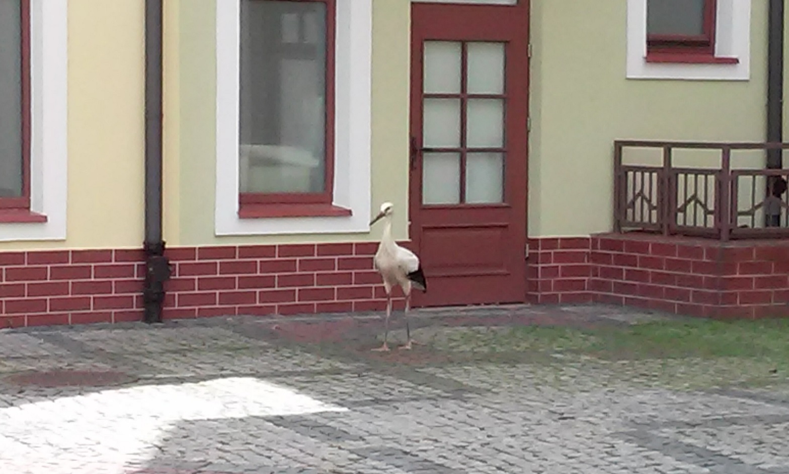 POLKOWICE. Bociania rodzina mieszka w centrum miasta