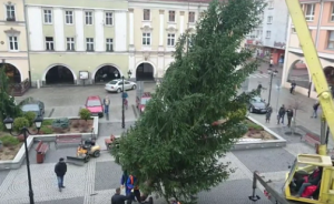 choinka w jaworskim Rynku