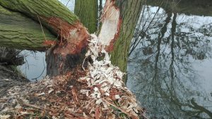 IMG_20151221_135330