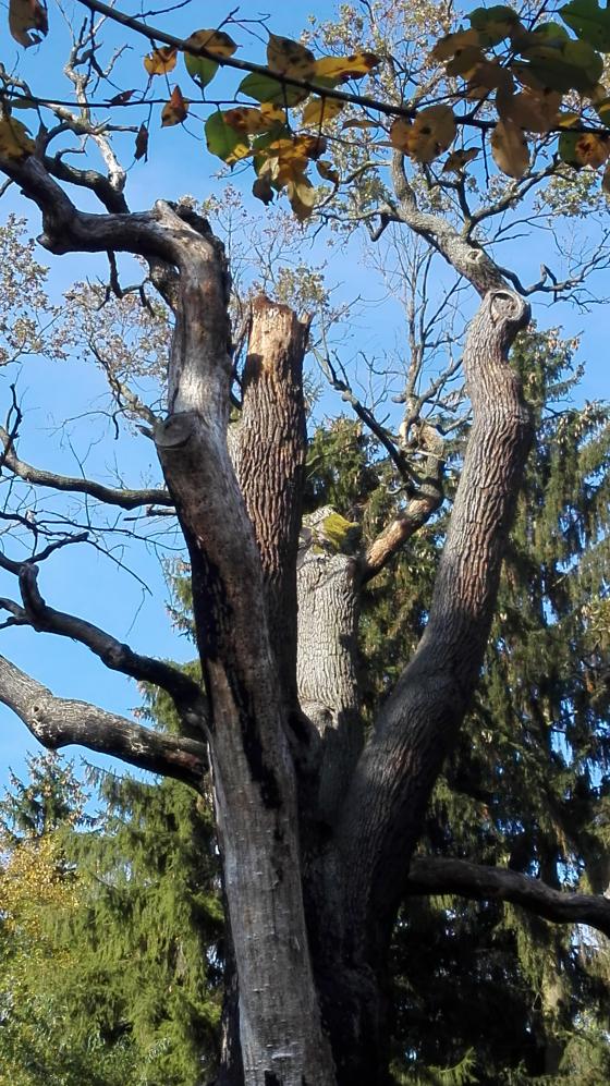GŁOGÓW. Chrobry powalczył w Puławach