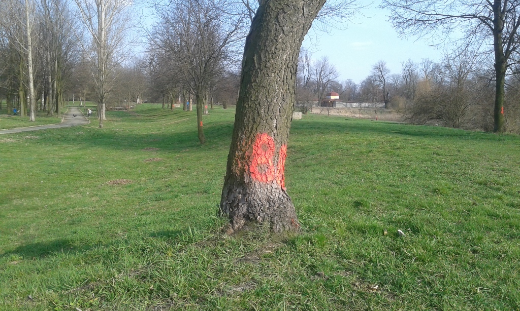 LEGNICA. Wiadomo, które drzewa pójdą pod topór
