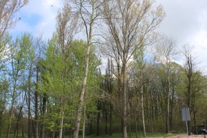 PARK_BUCZYNA