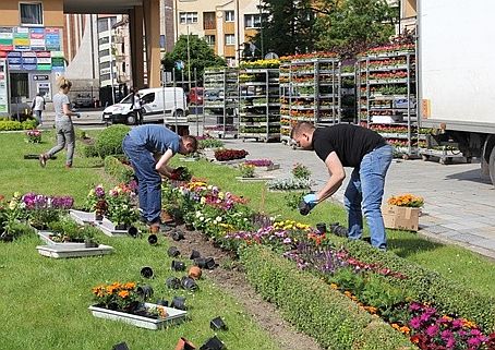 Pelargonie, dalie, begonie… Legnica rozkwita