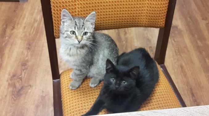 Dwa kotki i Simba szukają domu (FOTO)