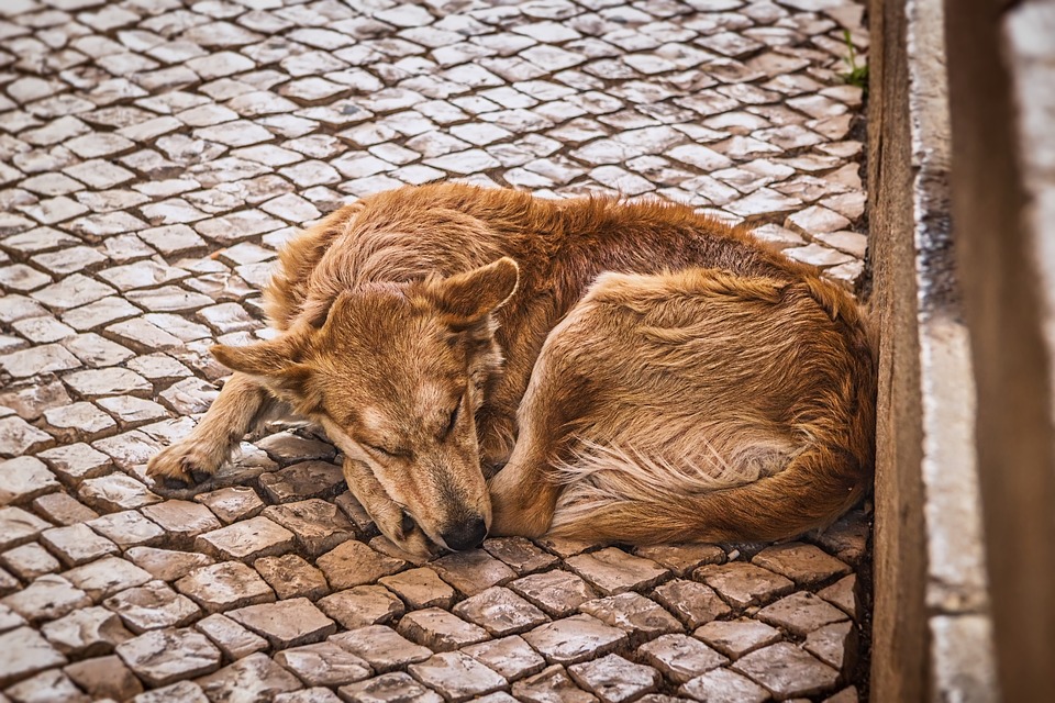 Przez kilka miesięcy znęcał się nad psem