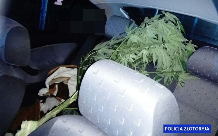 Jechali z dwumterowym krzewem konopi indyjskiej (FOTO)