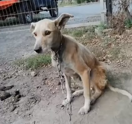 Kto zawinił w sprawie porzuconego psa?