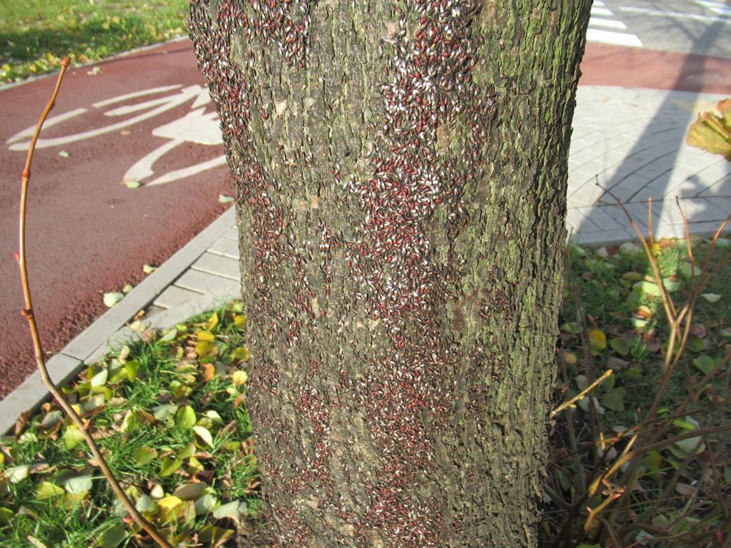 Tropikalny pluskwiak na polkowickich drzewach