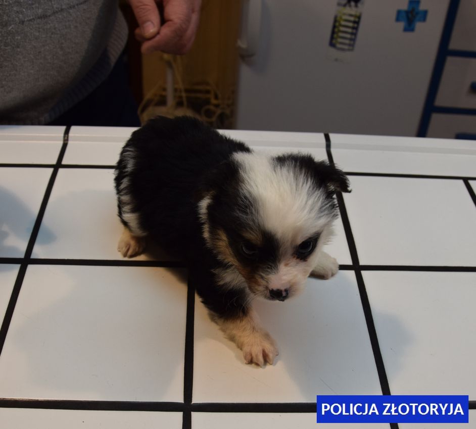 Jest wyrok dla 43-latka, który skatował psa w centrum miasta