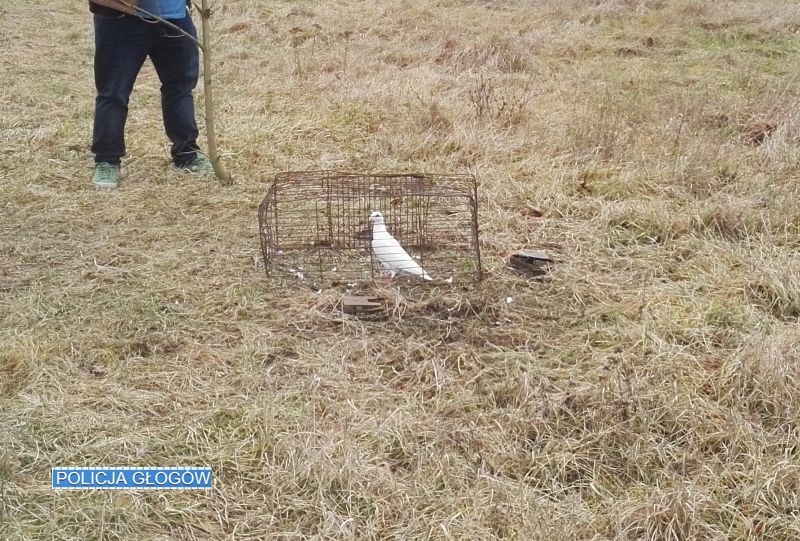 Gołąb miał być przynętą, a wskazał kłusownika