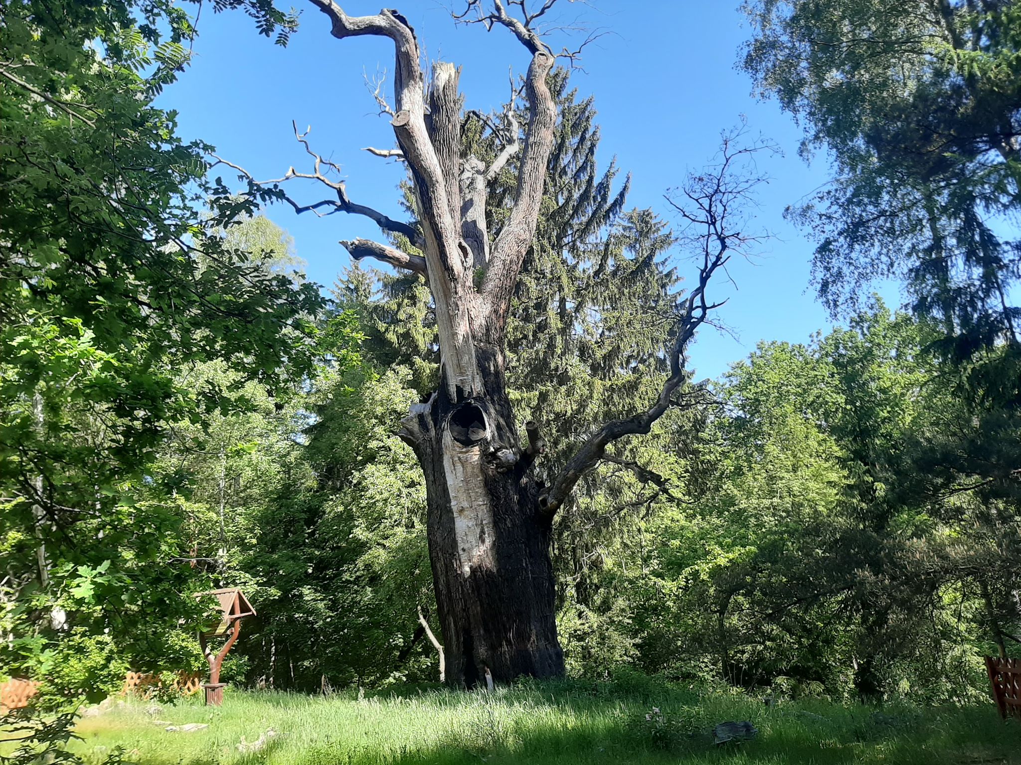 Dąb Chrobry wcale nie umarł?