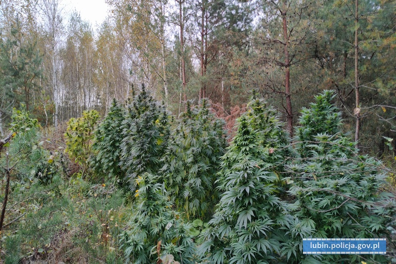 Odkryli nielegalną plantację
