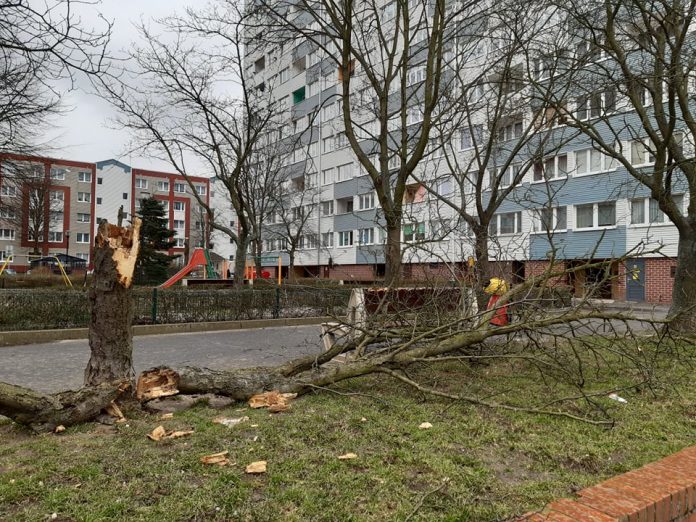 Powalone drzewa, zamknięte parki
