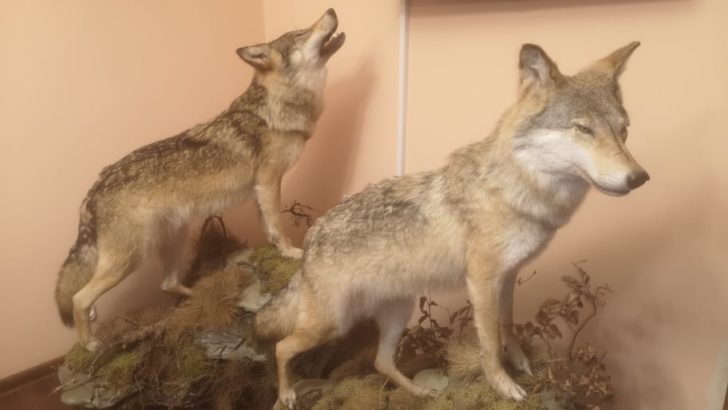 Wilki żyją w naszych lasach i mają się dobrze