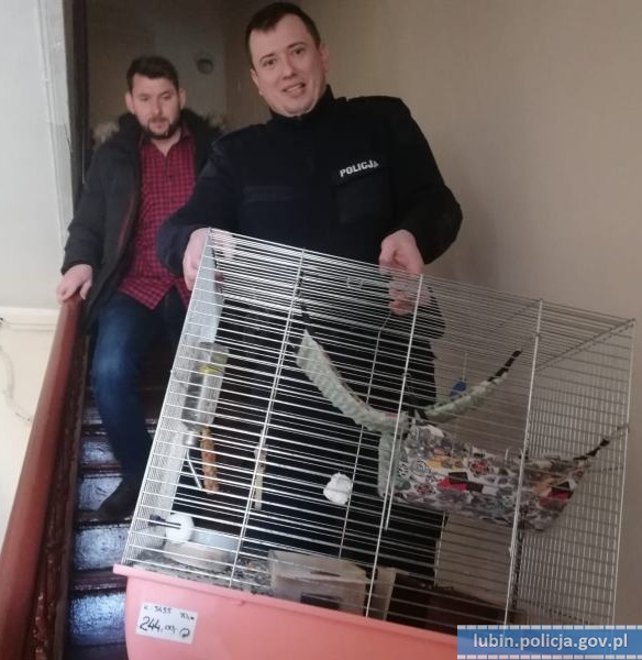 Uratowali życie mężczyźnie i szynszylom