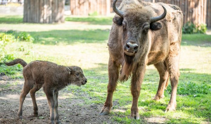 Największy ssak Europy w lubińskim zoo