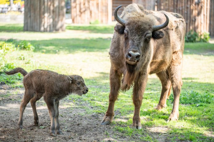 Największy ssak Europy w lubińskim zoo