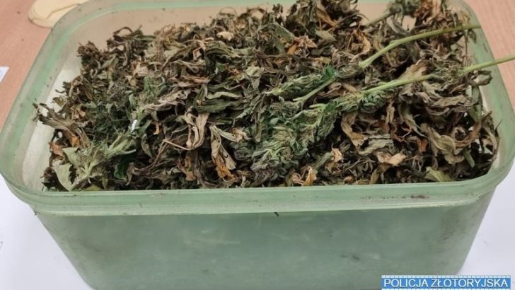 Zamknęli domową plantację (WIDEO)