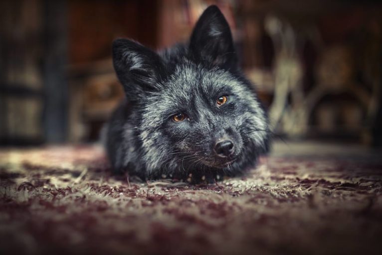 Uciekła z lisiej fermy, trafi w bezpieczne miejsce