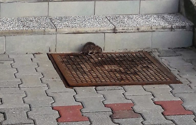 Po mieście grasują szczury