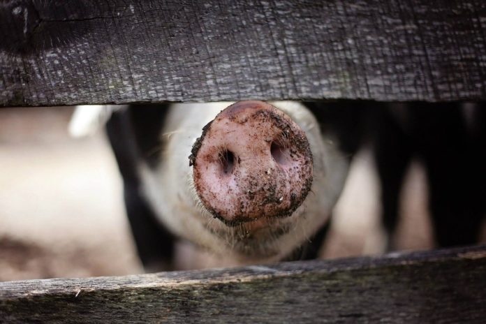 Trzeba było zabić trzy stada świń